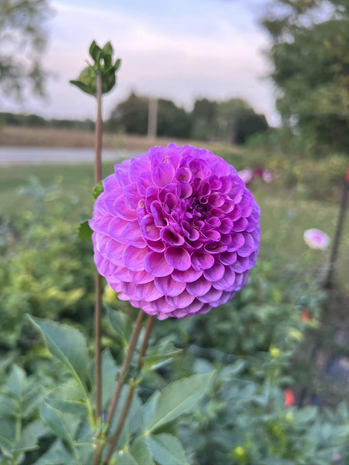 Robann Royal