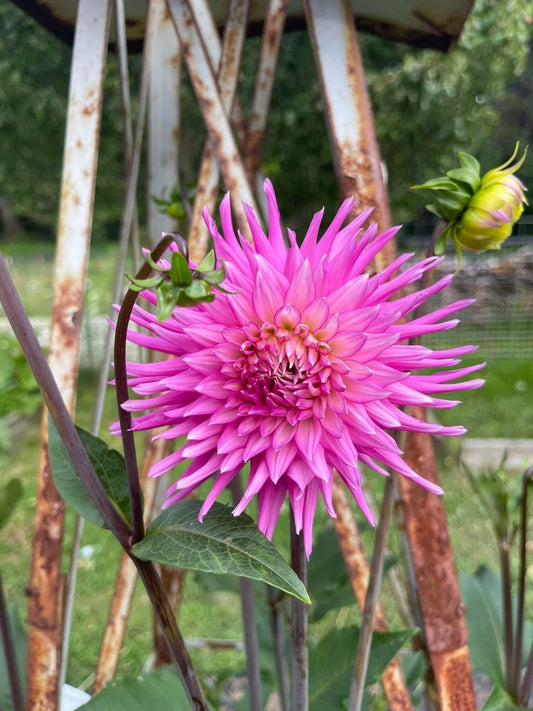 How to Plant Dahlia Tubers for a Stunning Summer Garden