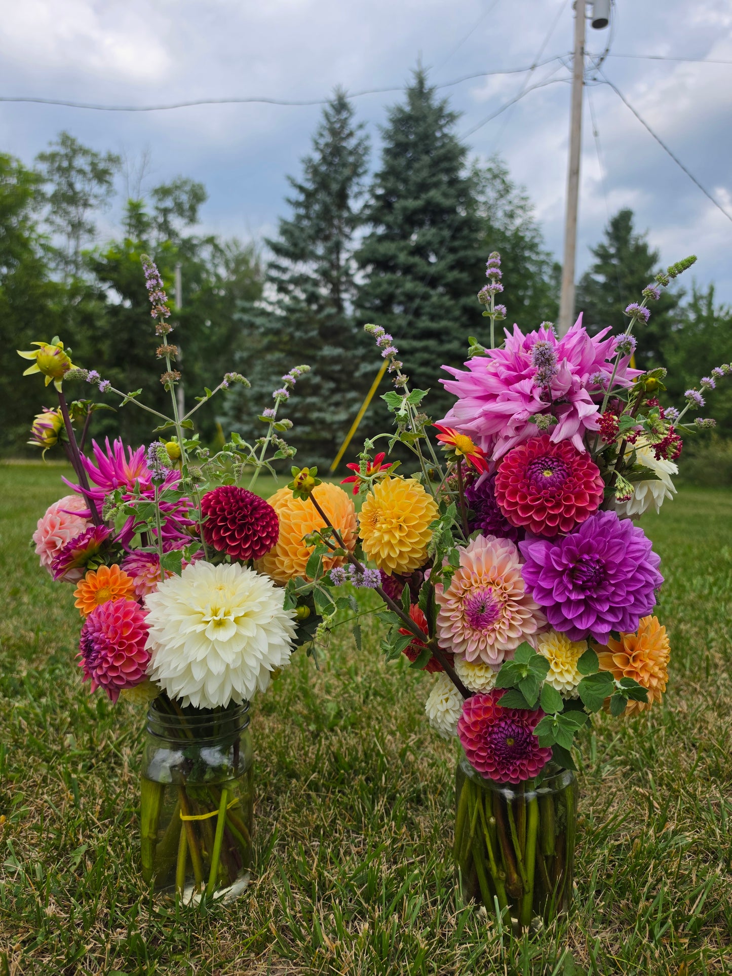 Short Dahlia Subscription | Three Weeks of Dahlias