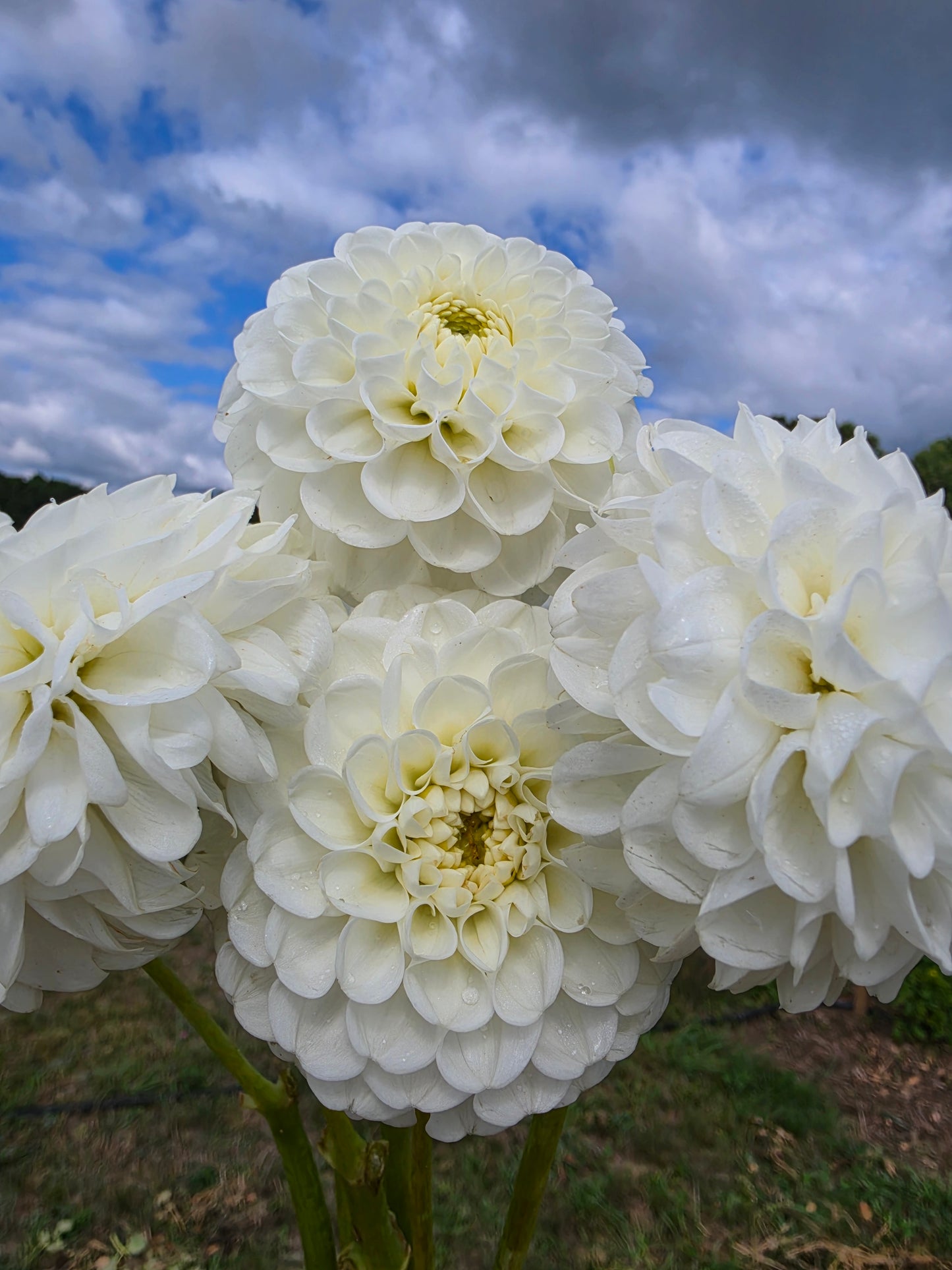Orsett Beauty