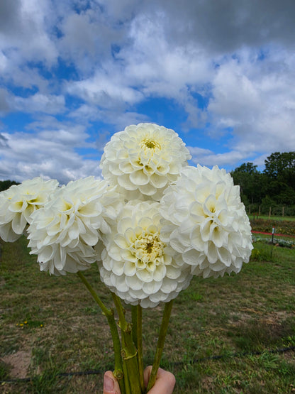 Orsett Beauty