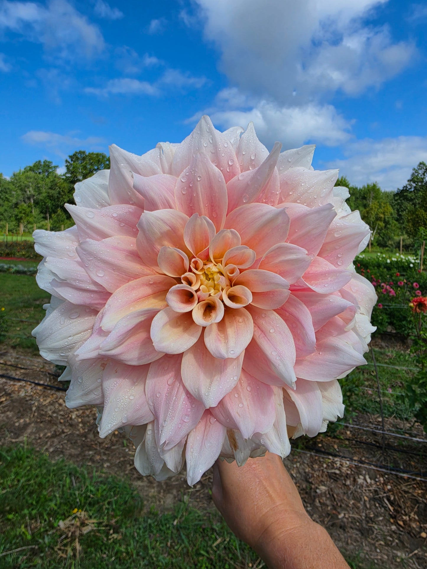 Break Out