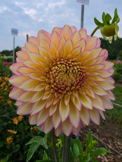 Bloomquist Blush
