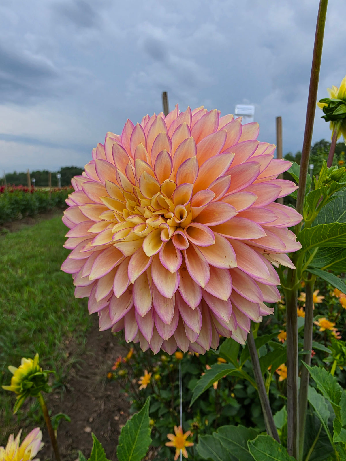 Bloomquist Blush