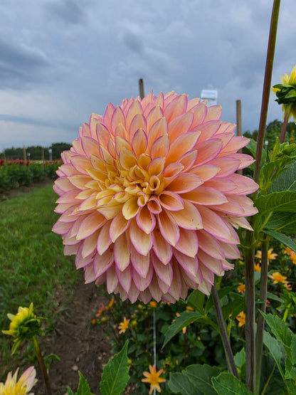Bloomquist Blush