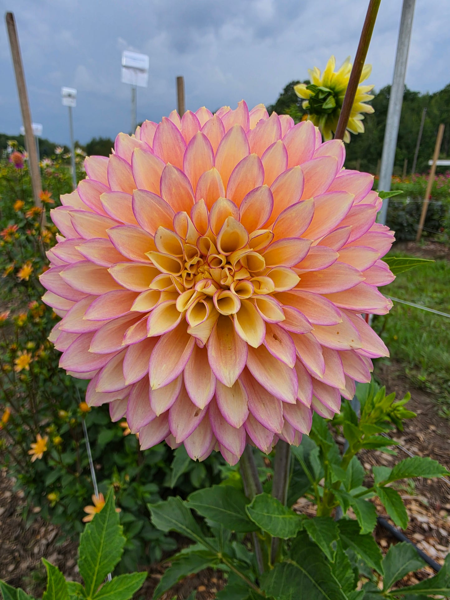 Bloomquist Blush