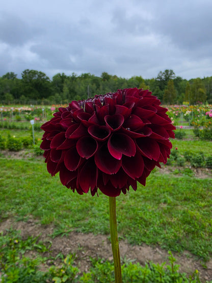 Jowey Mirella