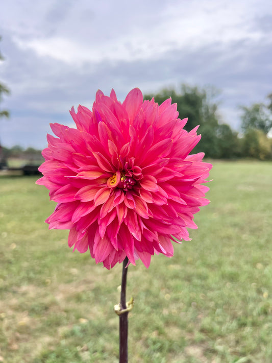 Fire Magic